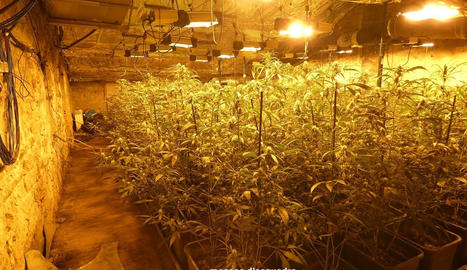Zbulohet plantacioni i drogës me rreth 5000 bimë marijuanë në Spanjë, 4 të arrestuar, mes tyre 2 shqiptarë