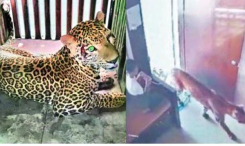video leopardi hyn ne dhomen e djaloshit ne indi zyrtaret zhvendosen