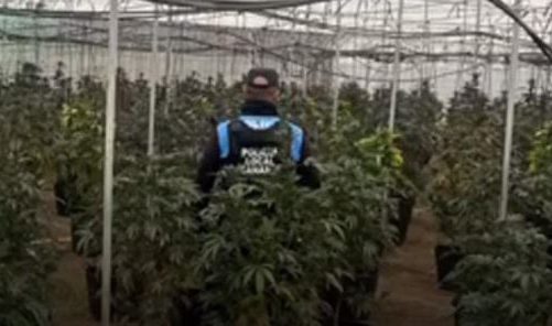 Kultivoi 1500 bimë kanabisi në Spanjë, arrestohet shqiptari