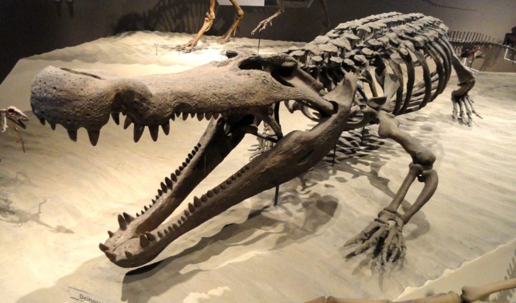 zbulohet iktiosauri zvarraniku me i madh detar i njohur deri me sot