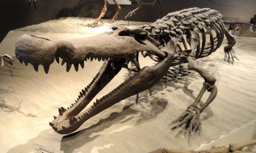Ikthyosaurien, den största marina reptilen hittills känt, upptäcks